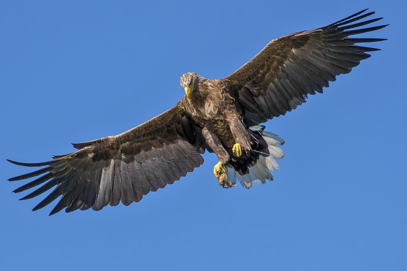 eagle bird bird of prey expensive natural 4k