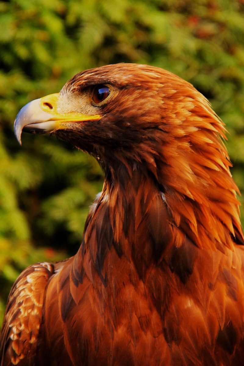 eagle bird predator detail beak 4k