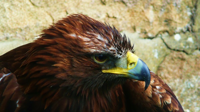 eagle bird animal bird of prey wildlife predator 4k