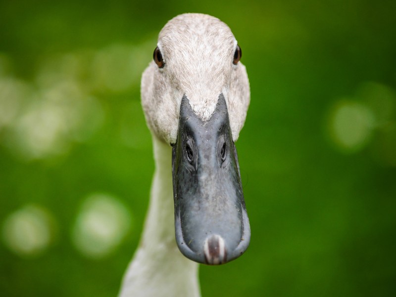 duck indian runner bird bill poultry water bird 4k