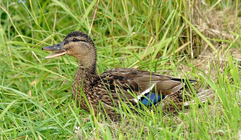 duck young animal cute water bird young bird 4k