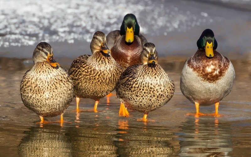 duck wild mallard animals feathers females beak 4k