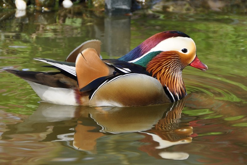duck mandarin ducks aix galericulata duck bird bird 4k