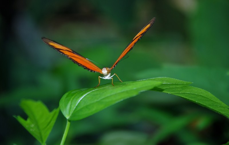 dryas julia julia longwin butterfly insect orange 4k