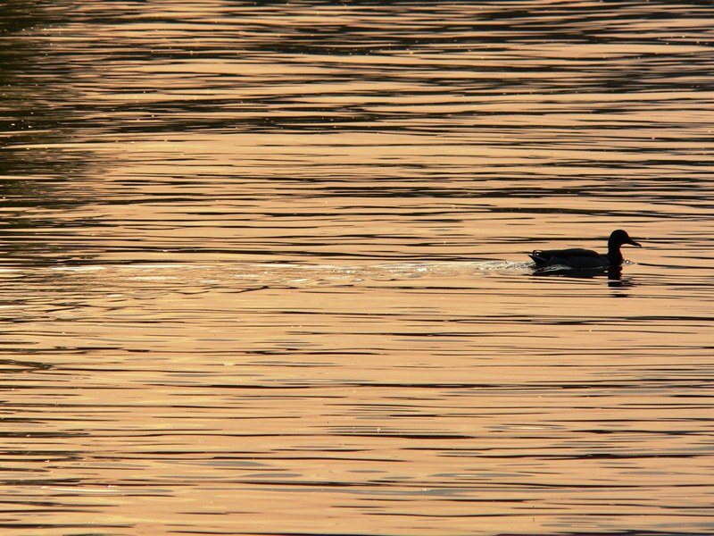 duck danube sunset 4k