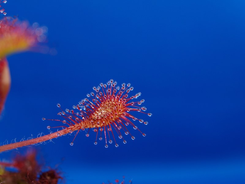 drosera intermedia x rotundifolia sundew carnivores 4k