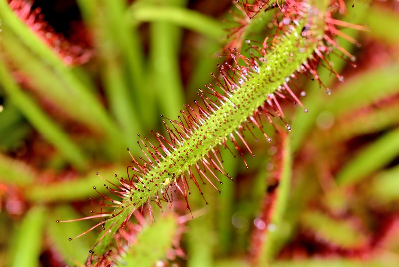 drosera flowers nature plant spring plants beauty 4k