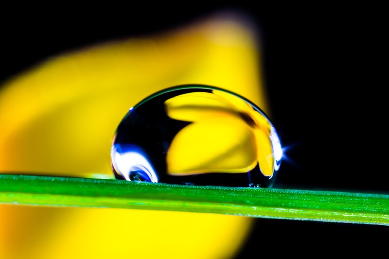 drop of water drip blade of grass blossom bloom 4k