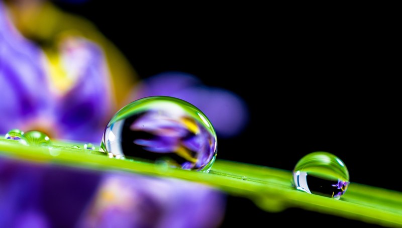 drop of water drip blade of grass blossom bloom 4k