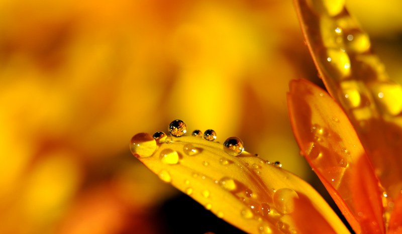 drip drop of water raindrop mirroring blossom 4k