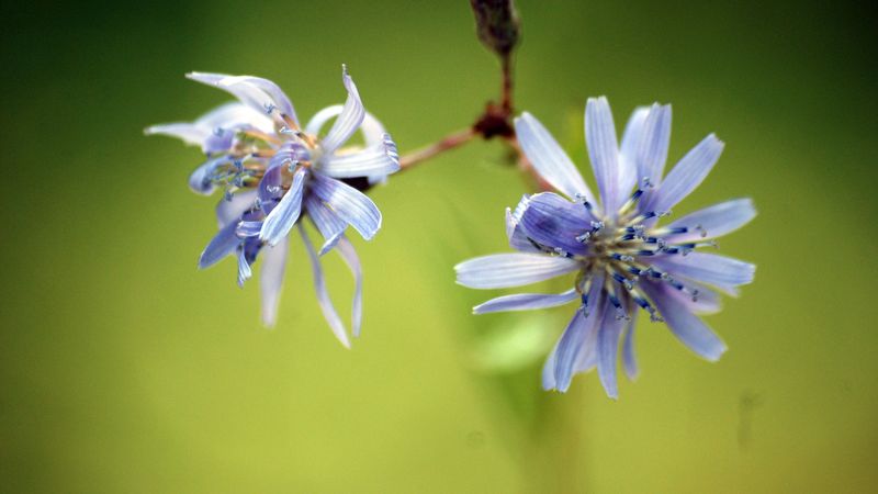 flower, couple, branch, plant, 4k