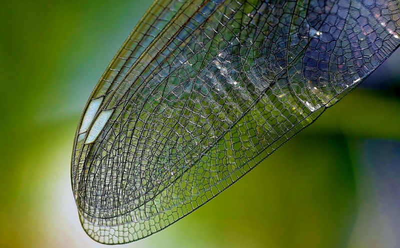 dragonfly wing nature close insect wing texture 4k
