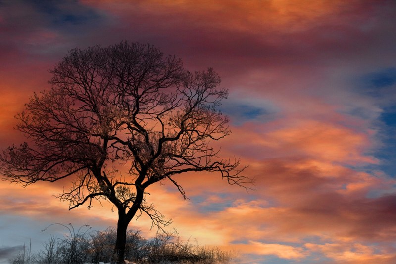 dramatic sky clouds tree silhouette sunset 4k