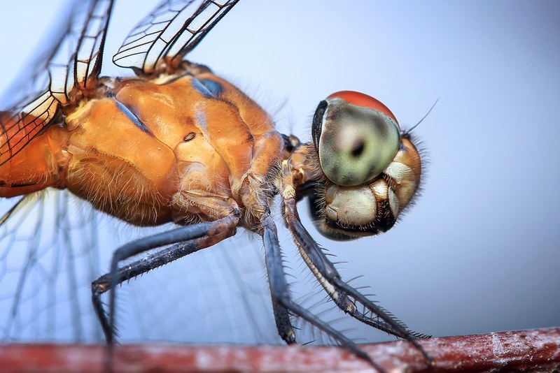 dragonfly insect odonata macro head orange blue 4k