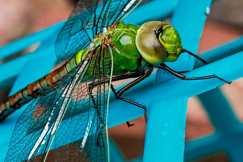 dragonfly insect green closeup blue eyes wing 4k