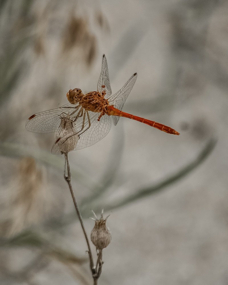 dragonfly animal insect nature natural isolated 4k