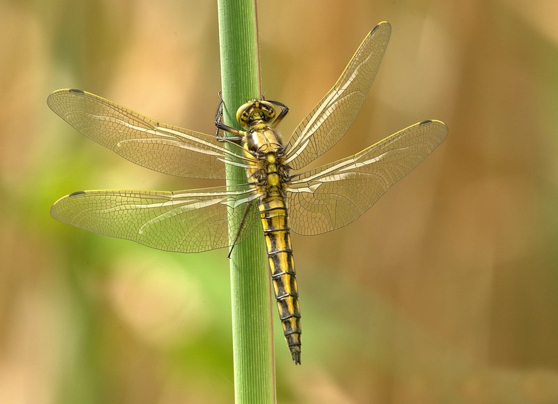 dragonfly insect animal wing summer chitin 4k