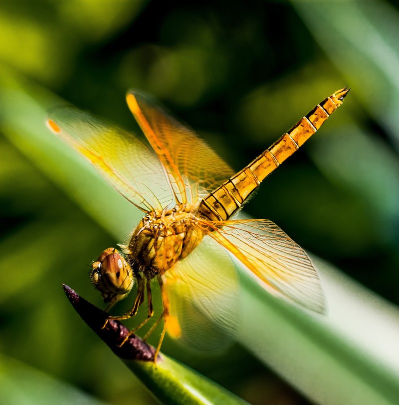dragonfly insect close 4k