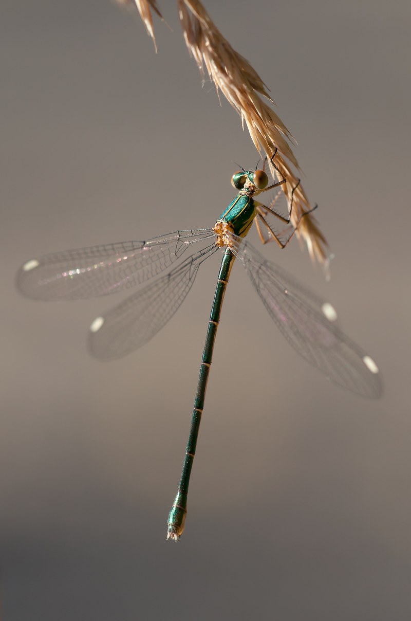 dragonfly shiny insect 4k