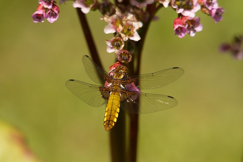 dragonfly wings golden insect wing wildlife bug 4k