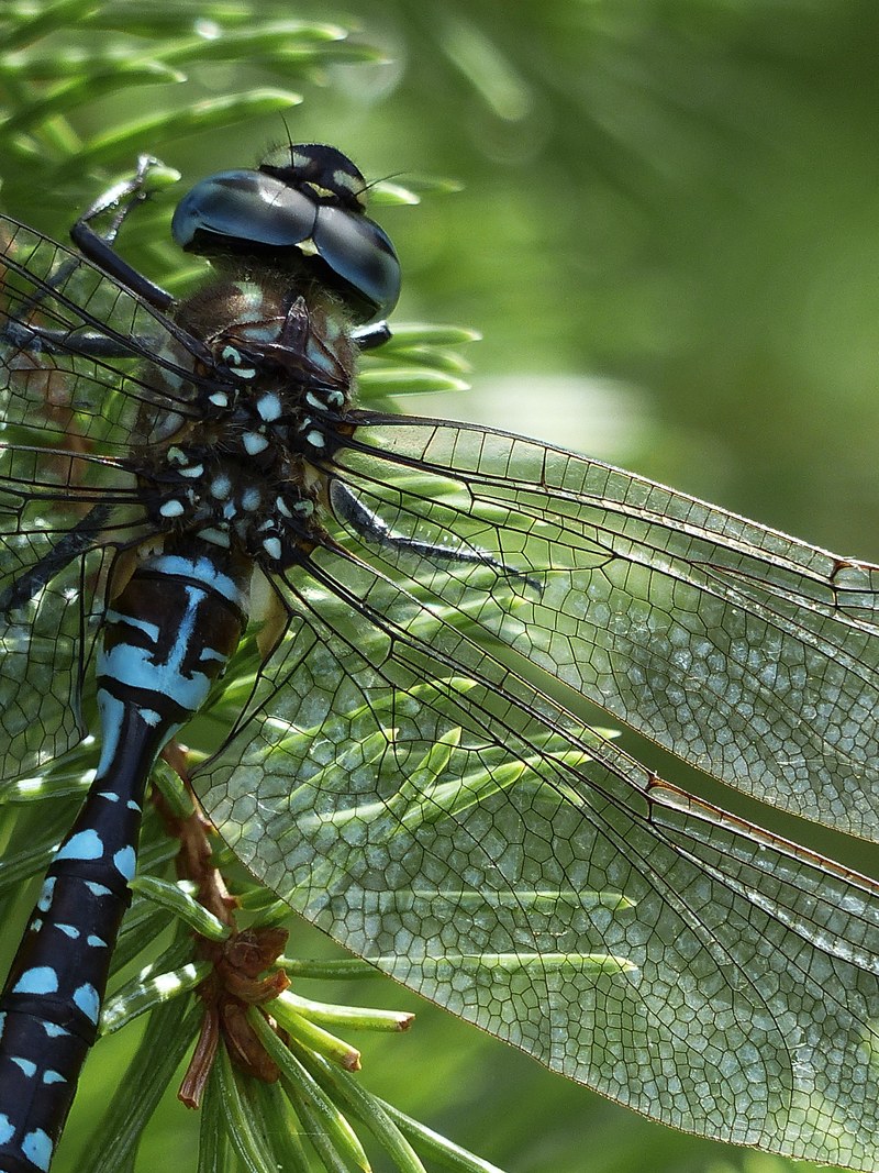 dragonfly blue black brown macro head insect 4k