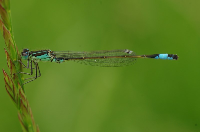 dragonfly insect animal blue dragonfly close macro 4k