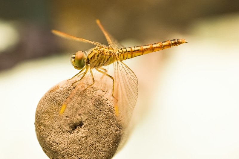 dragon fly insect fly golden bug macro dragon fly 4k