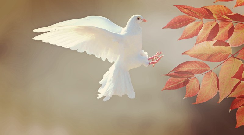 dove bird animal feather plumage wing 4k
