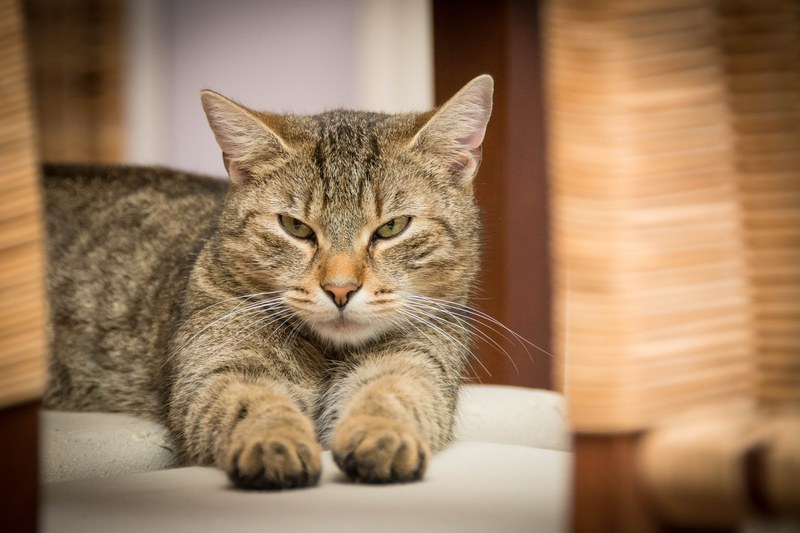 domestic cat cat adidas relaxed 4k