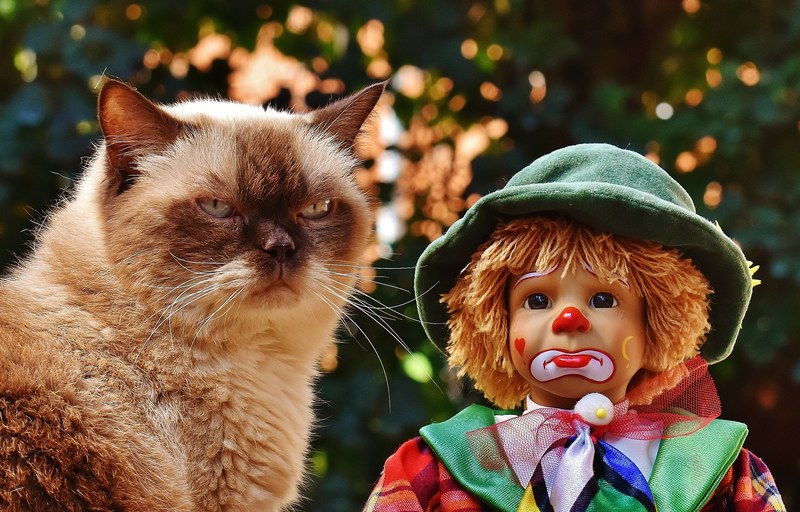 doll clown sad cat british shorthair race cute 4k