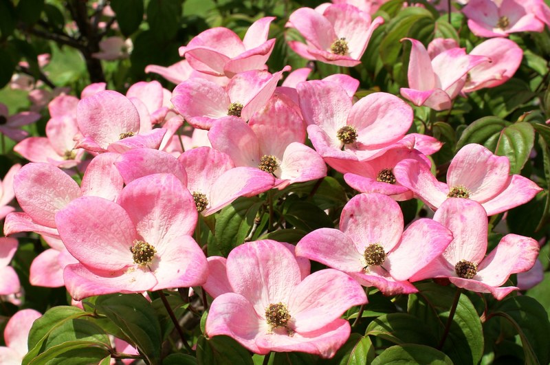 dogwood flowers pink cornus cornus kousa 4k