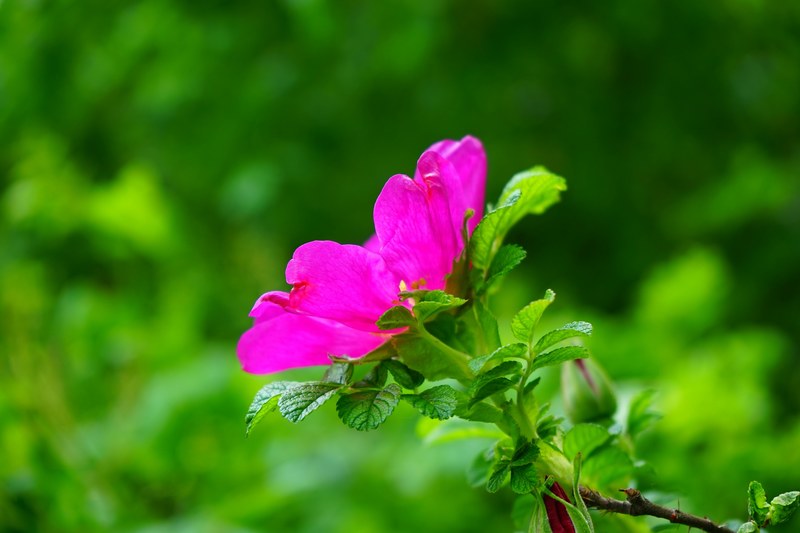 dog rose rose bloom blossom bloom rose pink 4k