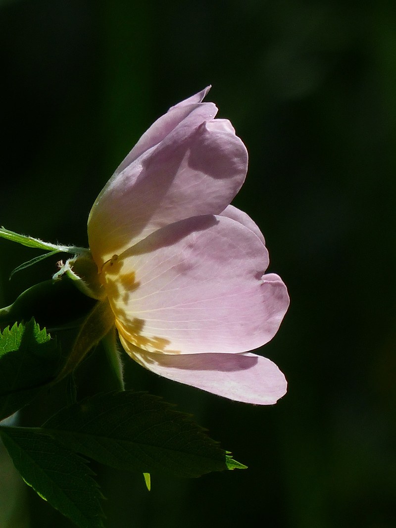 dog rose rose bloom pink light pink translucent 4k