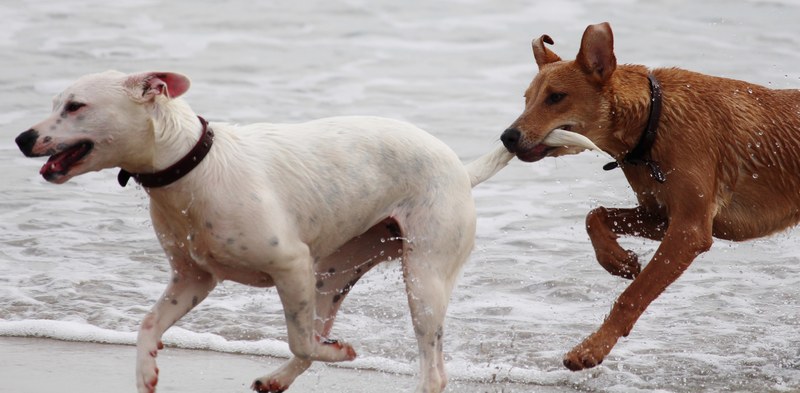 dogs batons play bite romp beach pet pull tail 4k