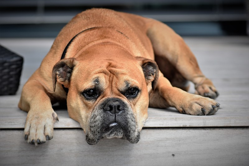 dog animal continental bulldog pet animal portrait 4k