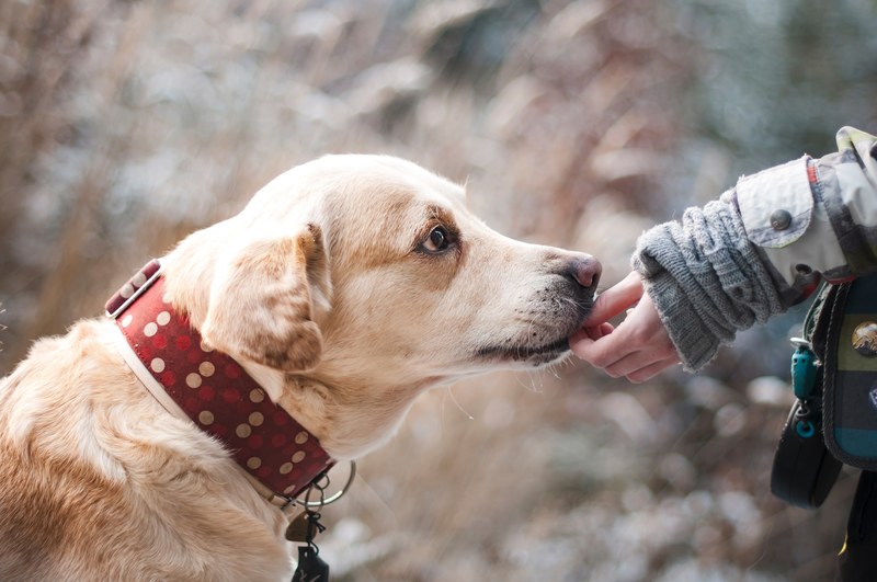 dog friendship nature trust labrador snout 4k