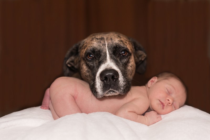 dog baby animal small canine love infant 4k