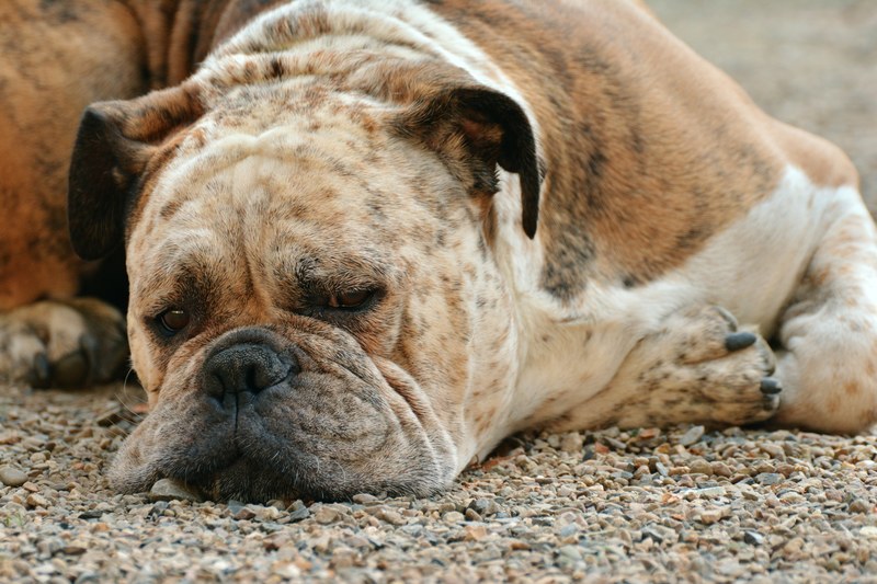 dog boxer boxer dog pet dog look snout dogs nose 4k