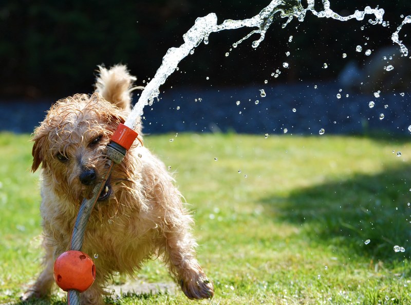 dog garden terrier fun norfolk terrier animal 4k