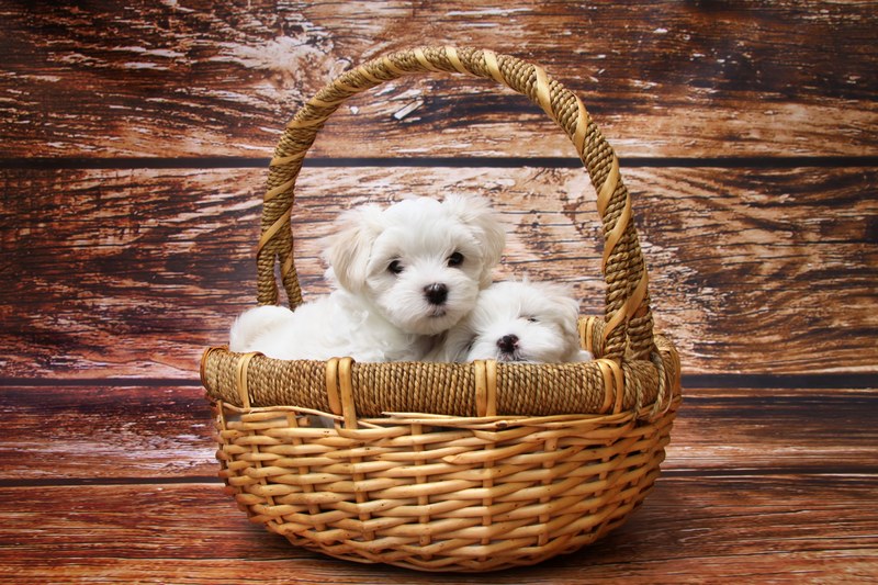 dog maltese puppy sleep sweet animal meadow 4k