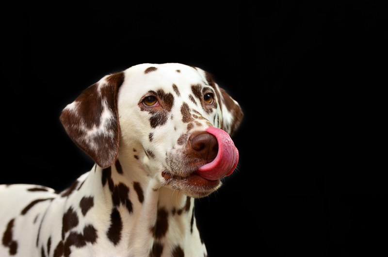 dog dalmatians pet dog breed animal portrait 4k