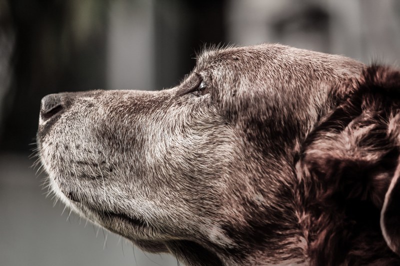 dog hybrid crete pet animal mammal old dog snout 4k