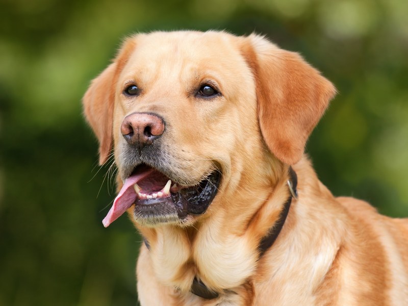 dog labrador light brown pet animal hundeportrait 4k