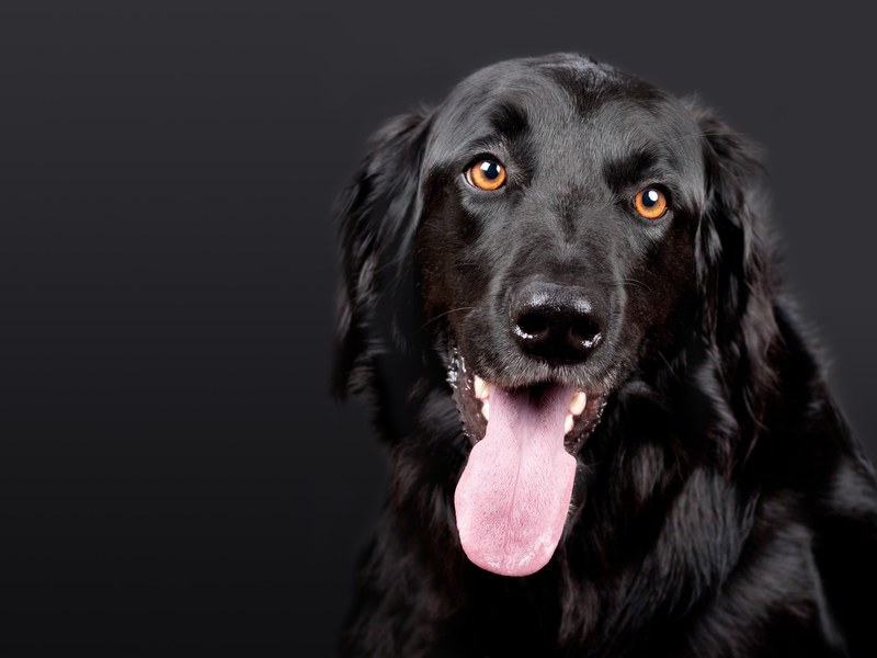 dog hovawart black pet black background dog head 4k