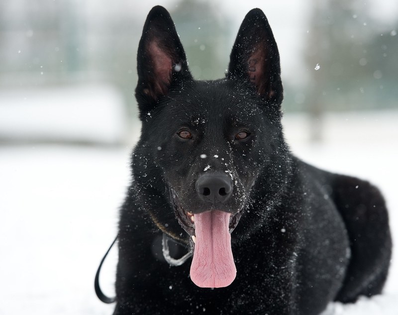 dog german shepherd snow flakes canine portrait 4k