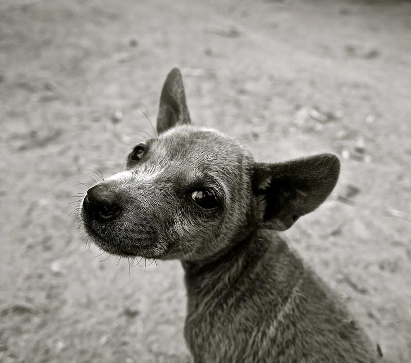 dog puppy small dog young dog pet animals 4k