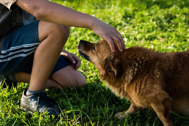 dog man a friend of man fun friendship child 4k