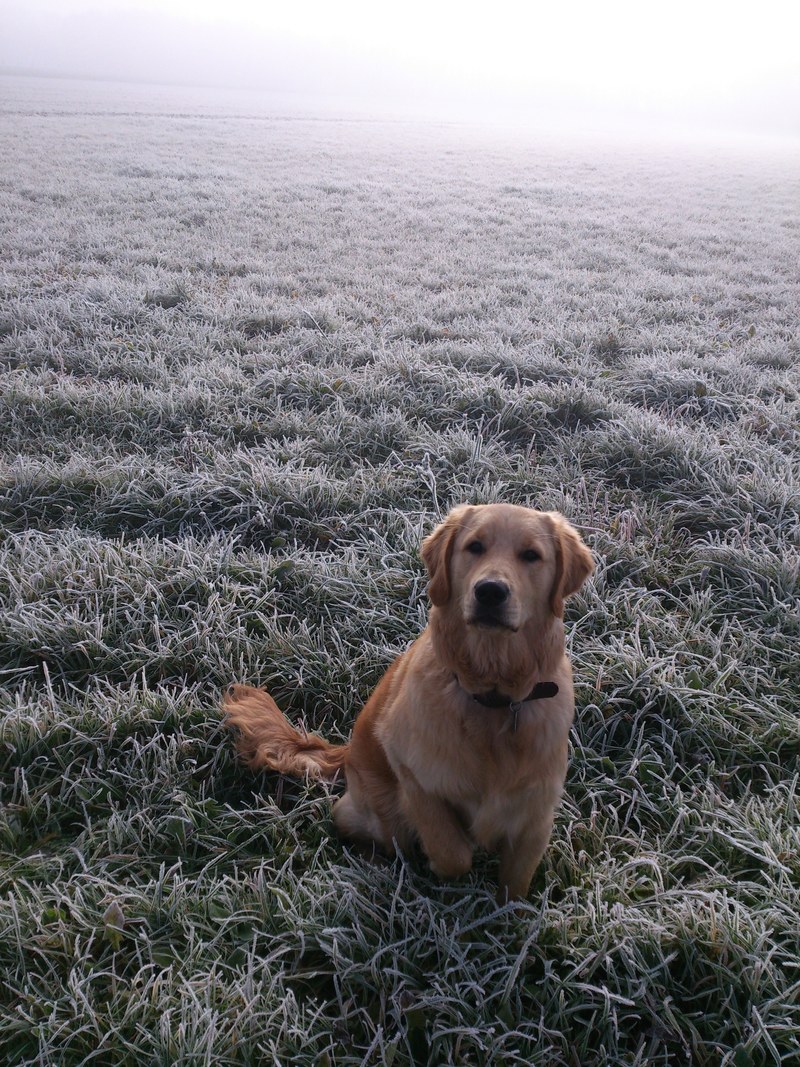 dog golden retriver dog portrait beauty golden 4k