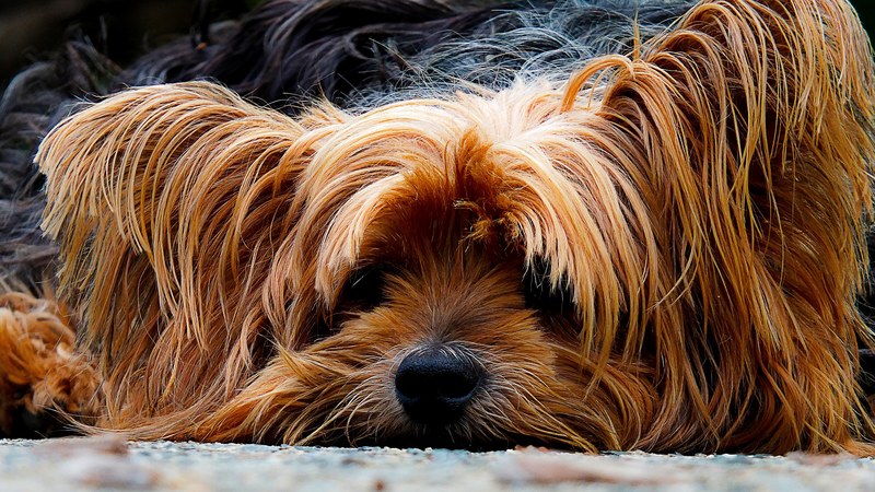 dog yorkshire terrier lazy dog portrait 4k
