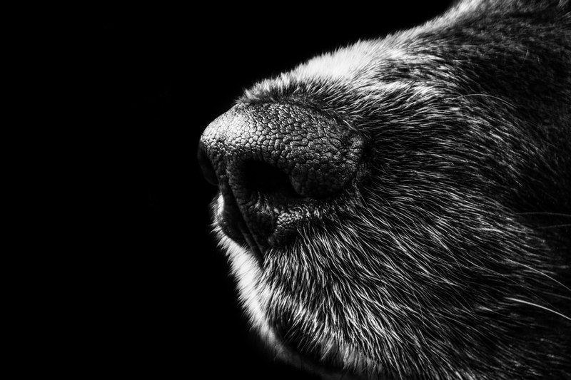 dog nose snout münsterländer black white 4k